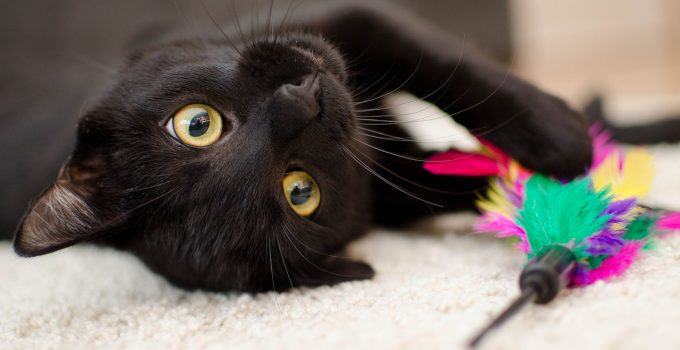 Qual o significado de sonhar com gato preto?
