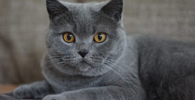 Qual o significado de sonhar com gato cinza?